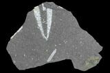 Fossil Graptolite Cluster (Didymograptus) - Great Britain #103424-1